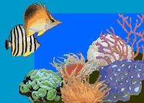 海水魚ShellFish　トピックス