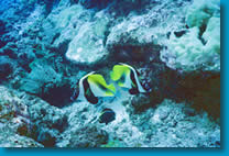 海水魚ShellFish　トピックス